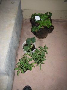 porchplants