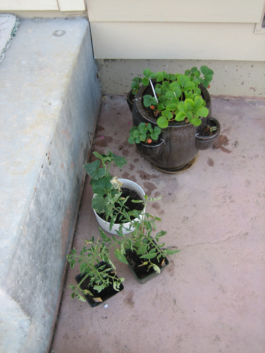 Those seedlings are getting a little too big for those plastic pots!