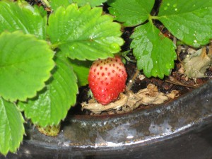 redstrawberry