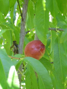 ripening-nectarine